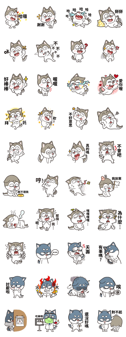 Stupid Husky Hachichi