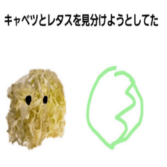 陽キャベツ