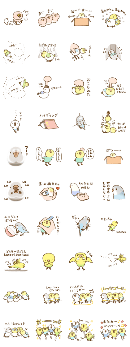 Budgie 7