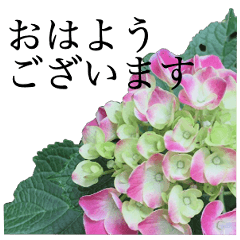 hydrangea sticker