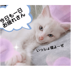 Ringo_20200711182422