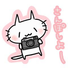 hachi cat with camera