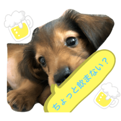 everyday dach.hana