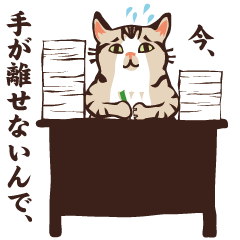 daily life of YORIMICHI cat