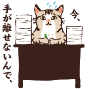 daily life of YORIMICHI cat