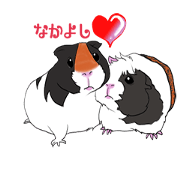 Cute guinea pig [maro 's]