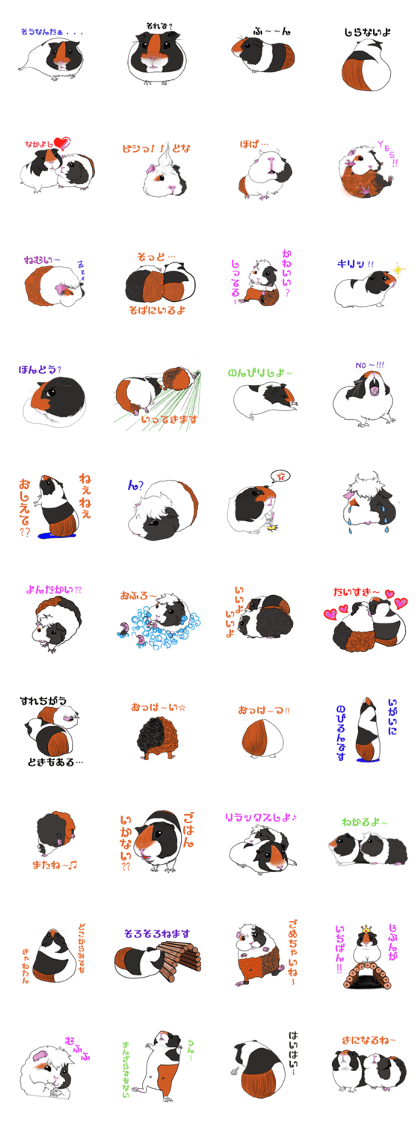 Cute guinea pig [maro 's]
