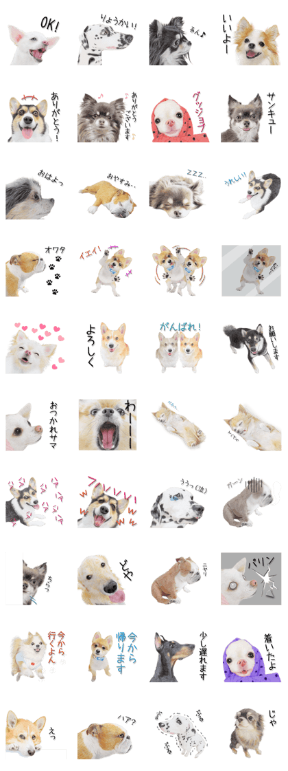 Real dog2