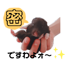 KUROSUKE-0213