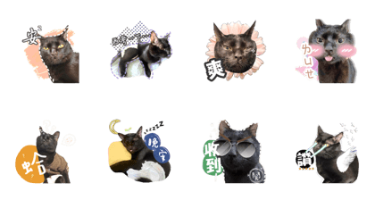吉祥の日常