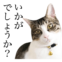 猫スタンプ2 敬語編