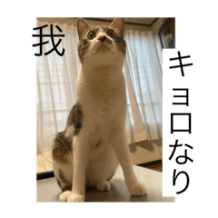 mochi_20200713122532