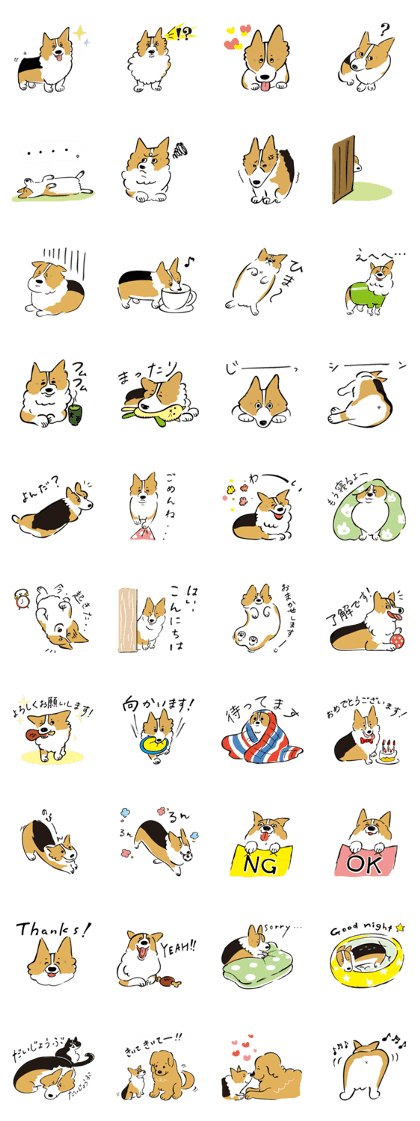 Corgi boy Daizu