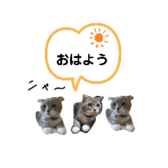 ねこのれいちゃん