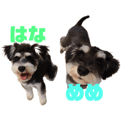 pipi and meme and hana