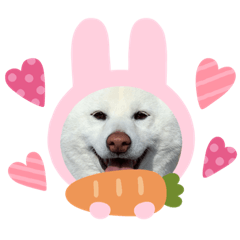 White Shiba Inu "Bay"4