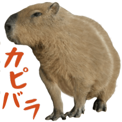 Pretty capybara