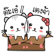 Cat in lover