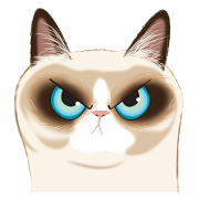 Cat in a bad mood