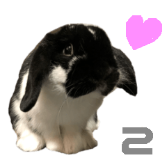 Bunny UNIO Holland Lop Rabbit 33 No.2