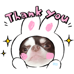 Tukaiyasuiyo chihuahua