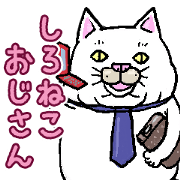 Middle-aged white cat
