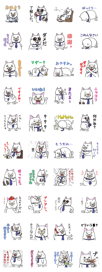 Middle-aged white cat