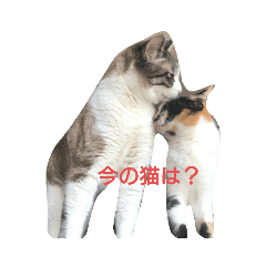 RISA_20200713235734