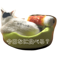 hoshinoke  cats
