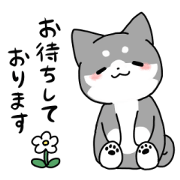 Polite Kuroshiba