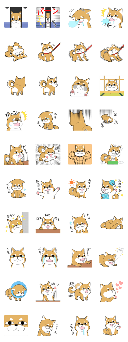 DAME SHIBA2