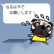 Pretty Pug chan!3