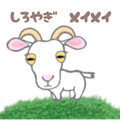 white goat meimei