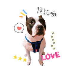 比特犬帥帥