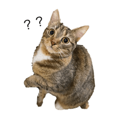 melon_20200714194721