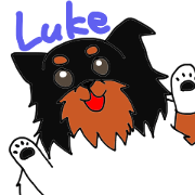 black shetland sheepdog-Luke2