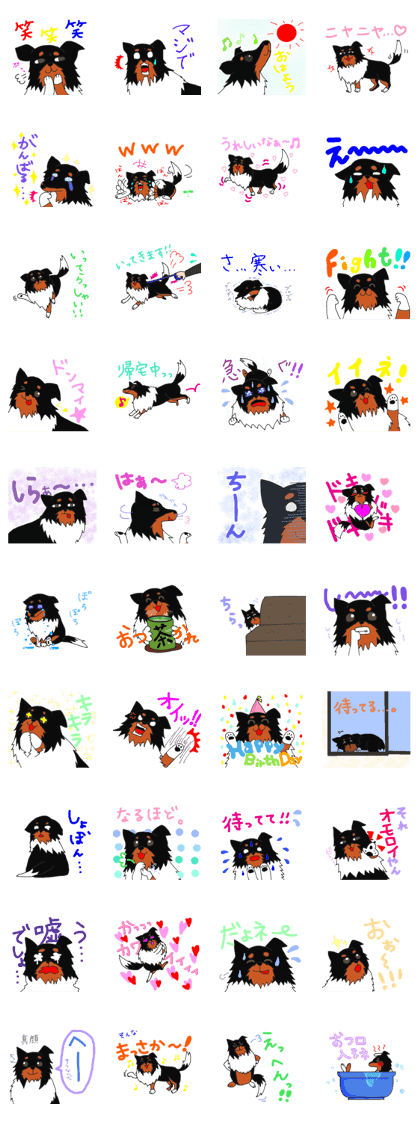 black shetland sheepdog-Luke2