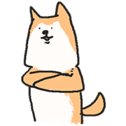 Shiba dog in home.