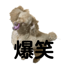 Suzu_20200714191837
