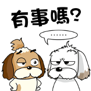 2 Shih Tzu Brothers-Part2