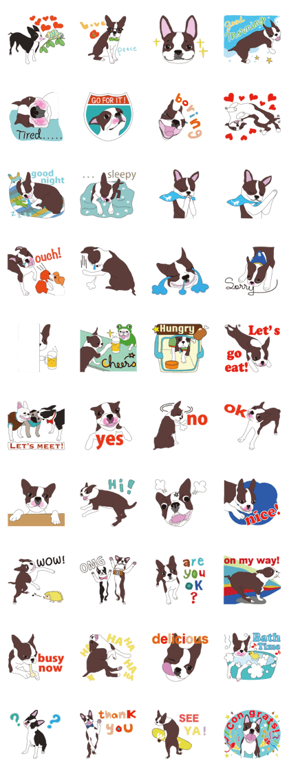 Always be with you! Boston Terrier