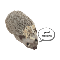 daily life of umaru & fwiends