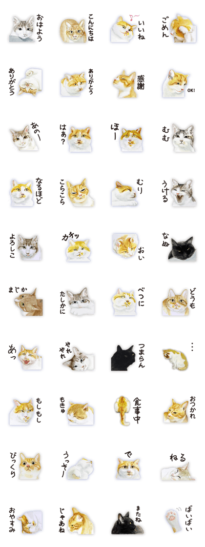 Cats, nothing special 2