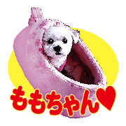 Momocyannsticker