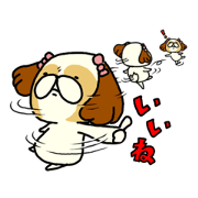 Shih Tzu 5