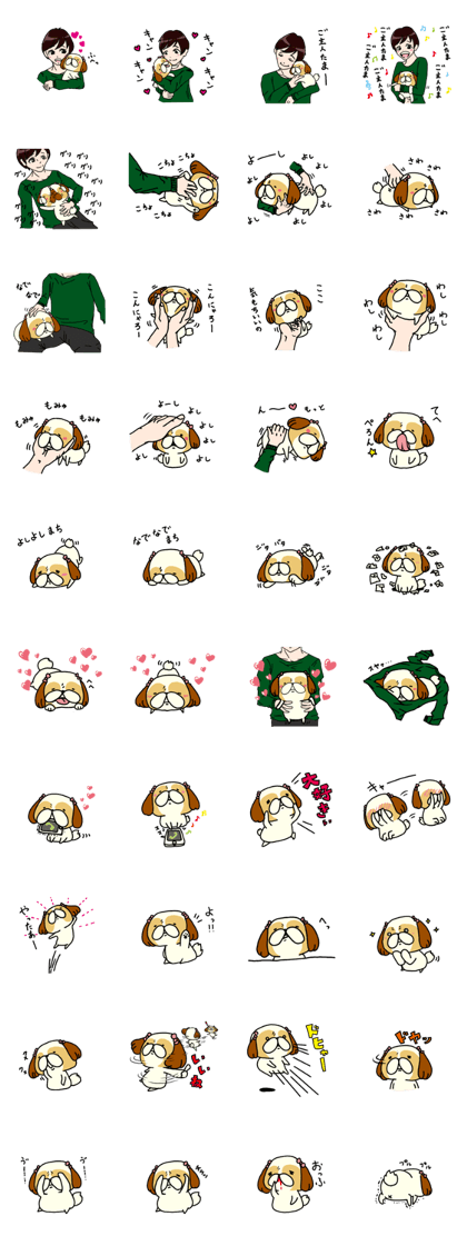 Shih Tzu 5