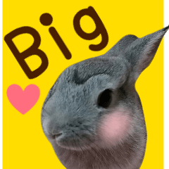 big photo rabbit sticker summer