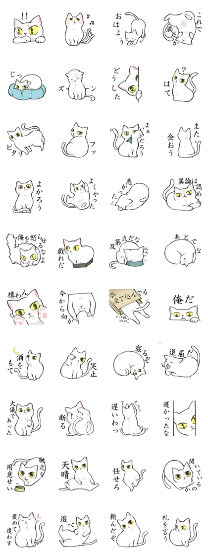Master White Cat