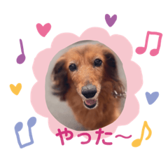 Miniaturedachs kawaii melody