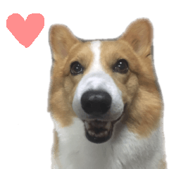 Dog Corgi TERU